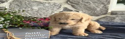Goldendoodle dogs for sale: Nash - Ad 5