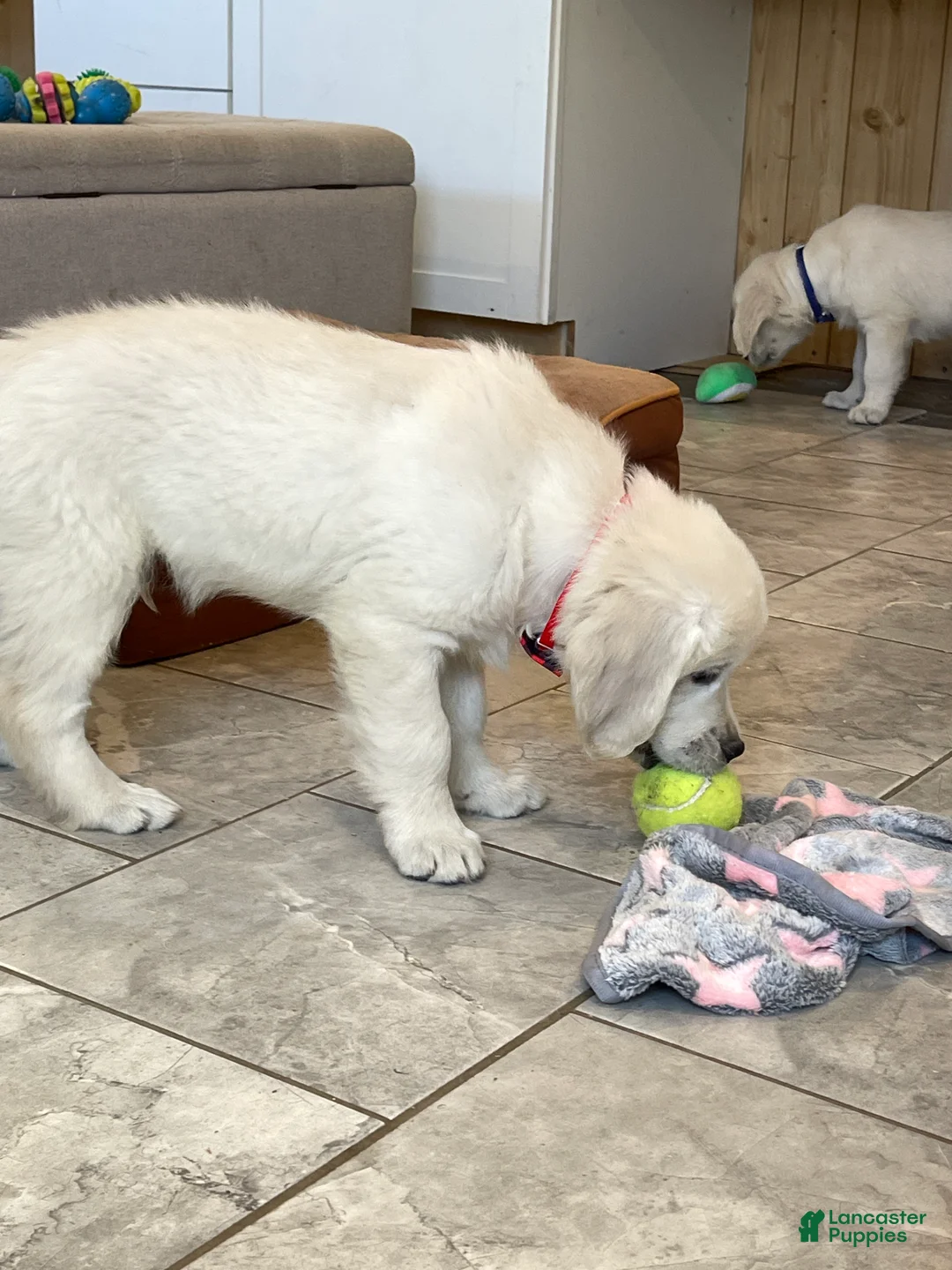 Golden Retriever dogs for sale: Cream Wafer - Ad 2