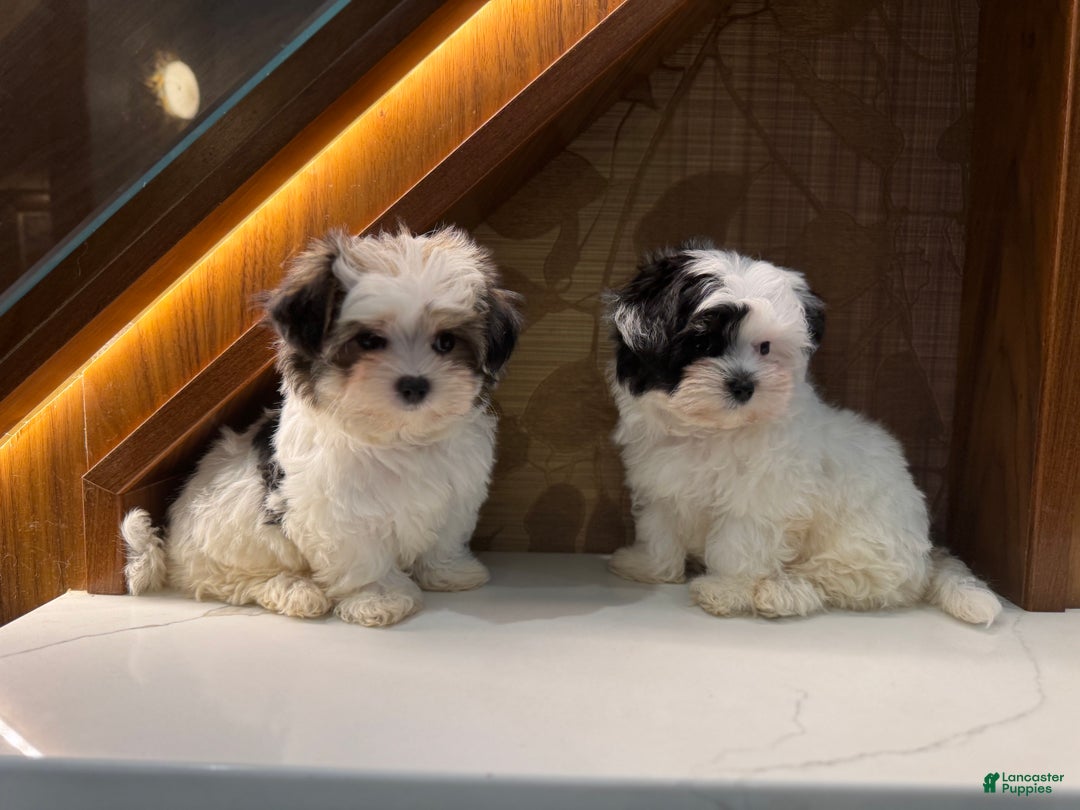Morkie dogs for sale: Ruby - Ad 7