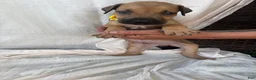 South African Boerboels dogs for sale: South African Boerboels Puppy 6 - Ad 2