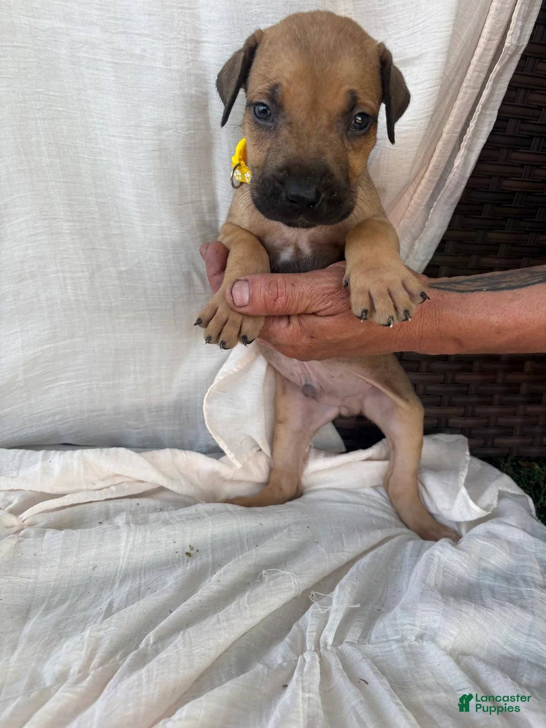 South African Boerboels dogs for sale: South African Boerboels Puppy 6 - Ad 2