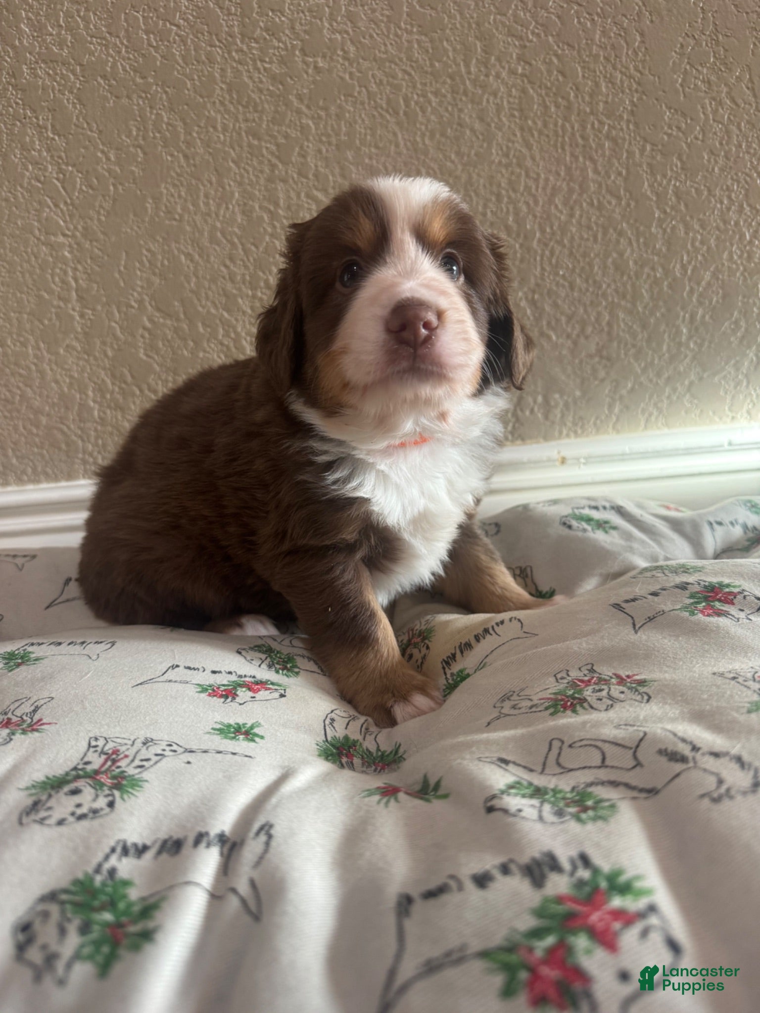 Australian Shepherd dogs Australian Shepherd 1 - Ad 12
