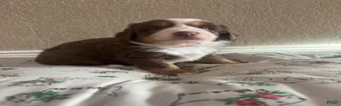 Australian Shepherd 1
