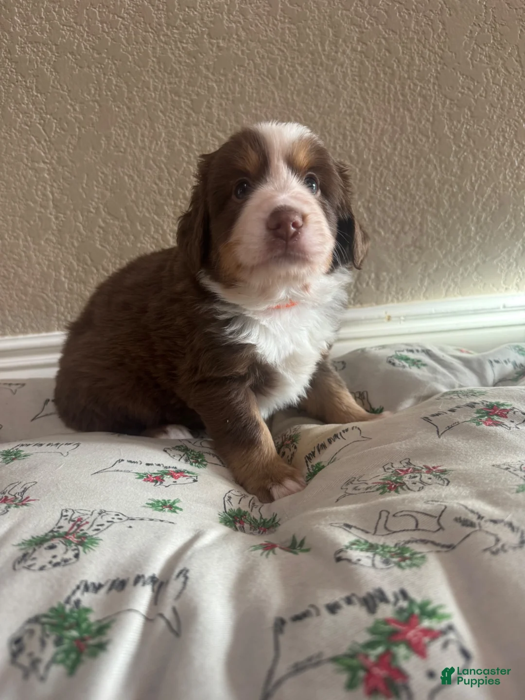 Australian Shepherd dogs for sale: Australian Shepherd 1 - Ad 1