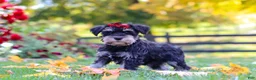 Miniature Schnauzer dogs for sale: Eva - Ad 7