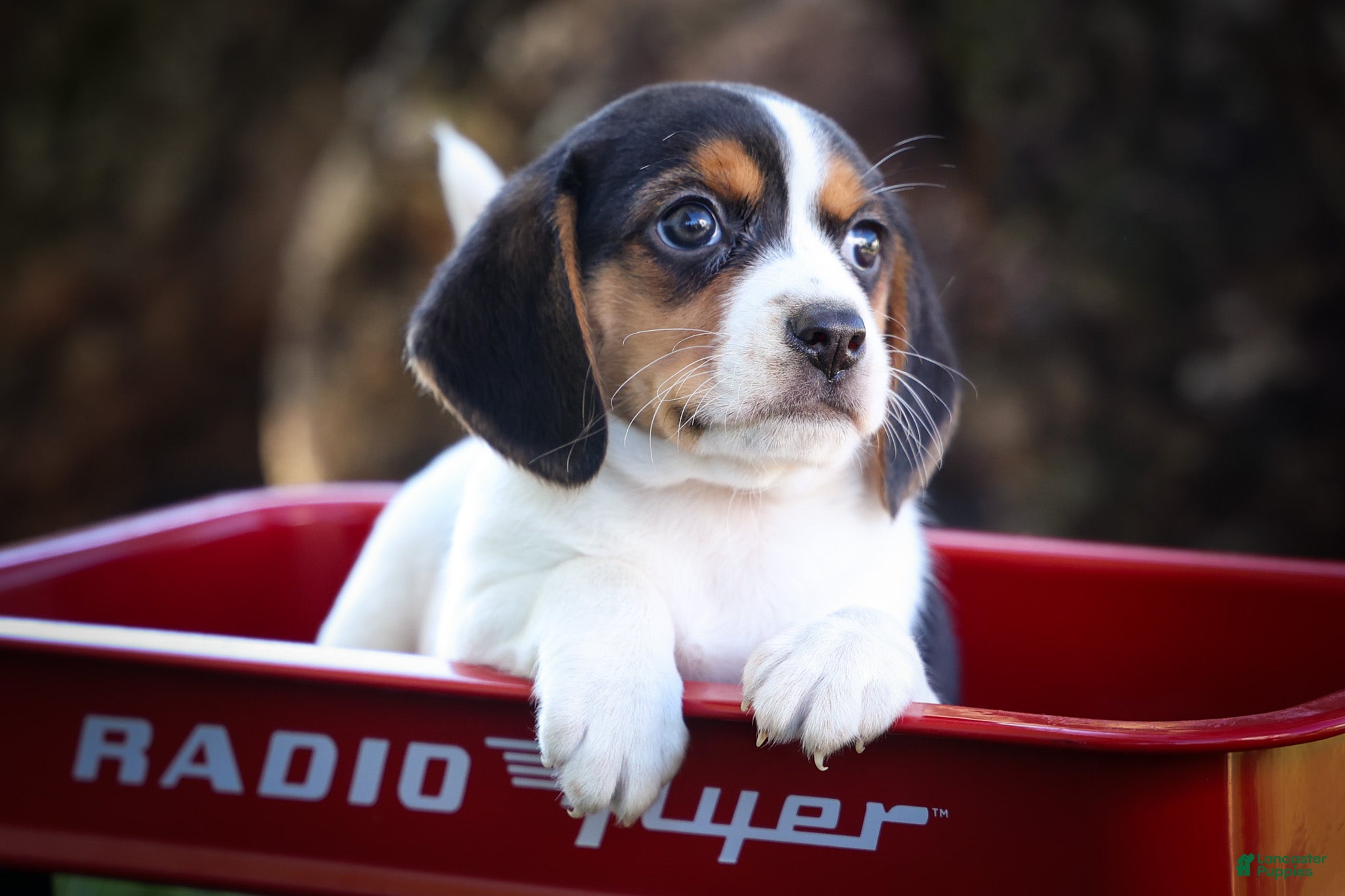 Beagle dogs Ollie Belle - Ad 1