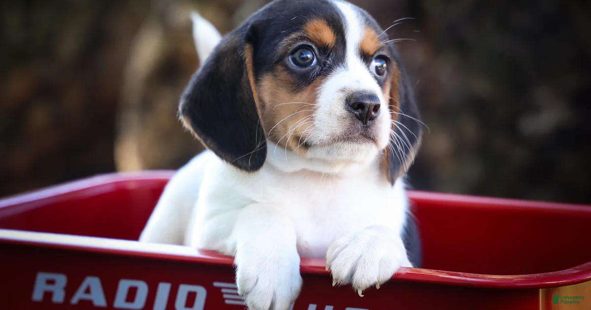 Beagle Stack Ollie Belle Beagle for sale in Baltic | Lancaster Puppies