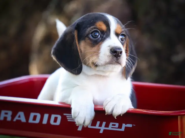 Beagle dogs Ollie Belle - Ad 1