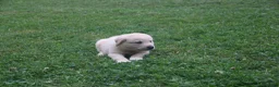 Mixed Breed dogs for sale: Ace - Ad 2