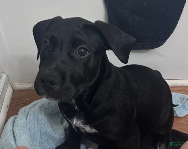 Mixed Breed dogs for sale: Lola - Ad 1
