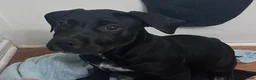 Mixed Breed dogs for sale: Lola - Ad 1