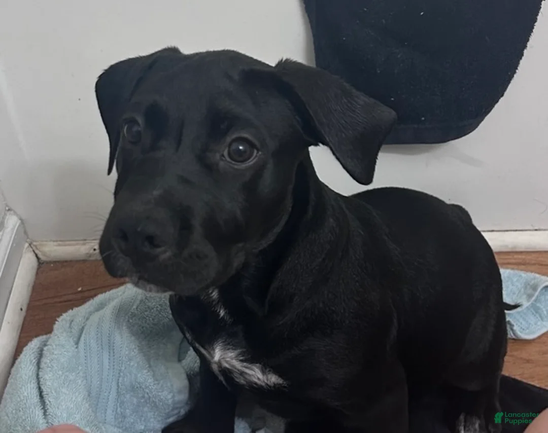 Mixed Breed dogs for sale: Lola - Ad 1