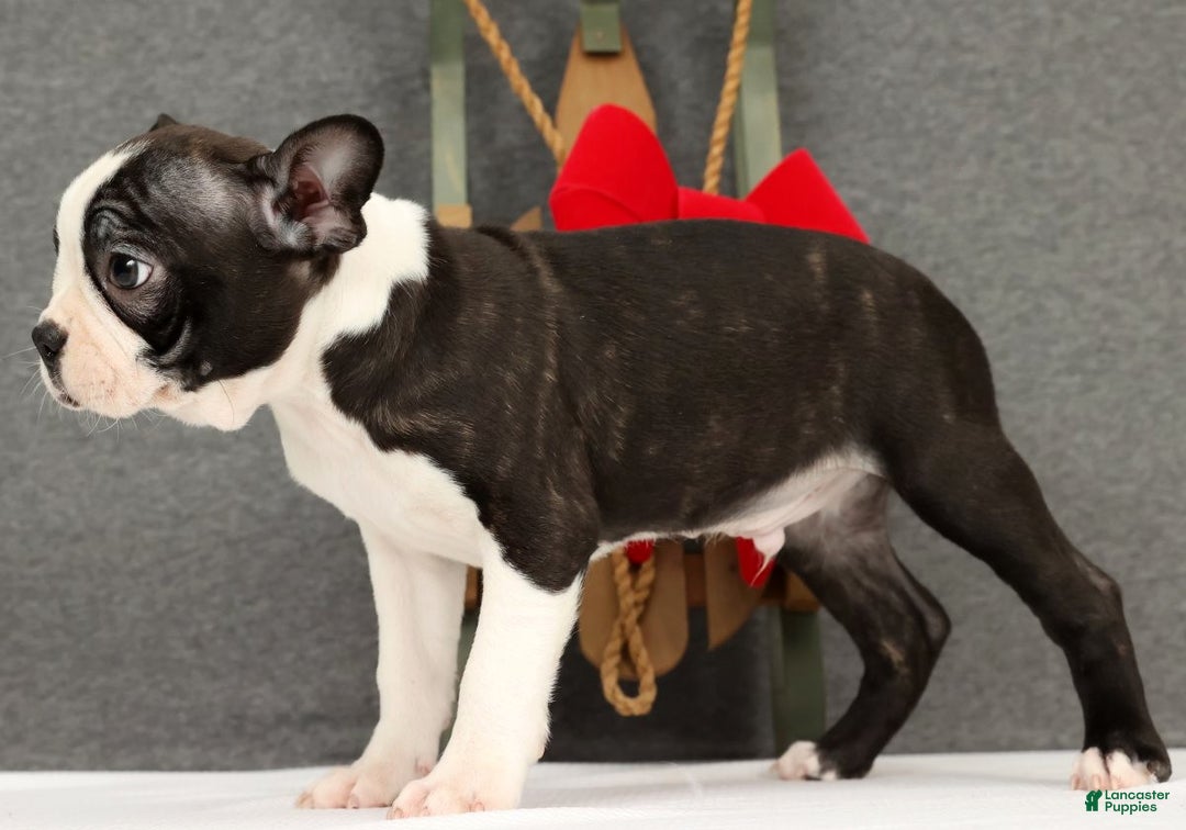 Boston Terrier dogs for sale: Flash - Ad 5