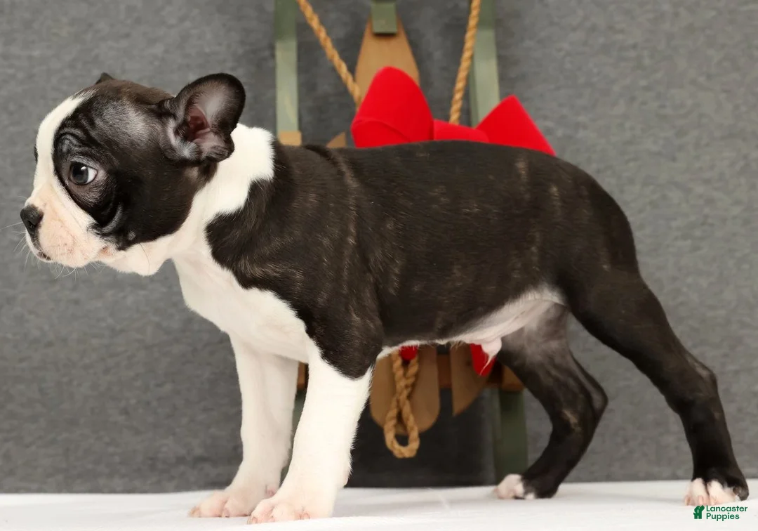 Boston Terrier dogs for sale: Flash - Ad 5