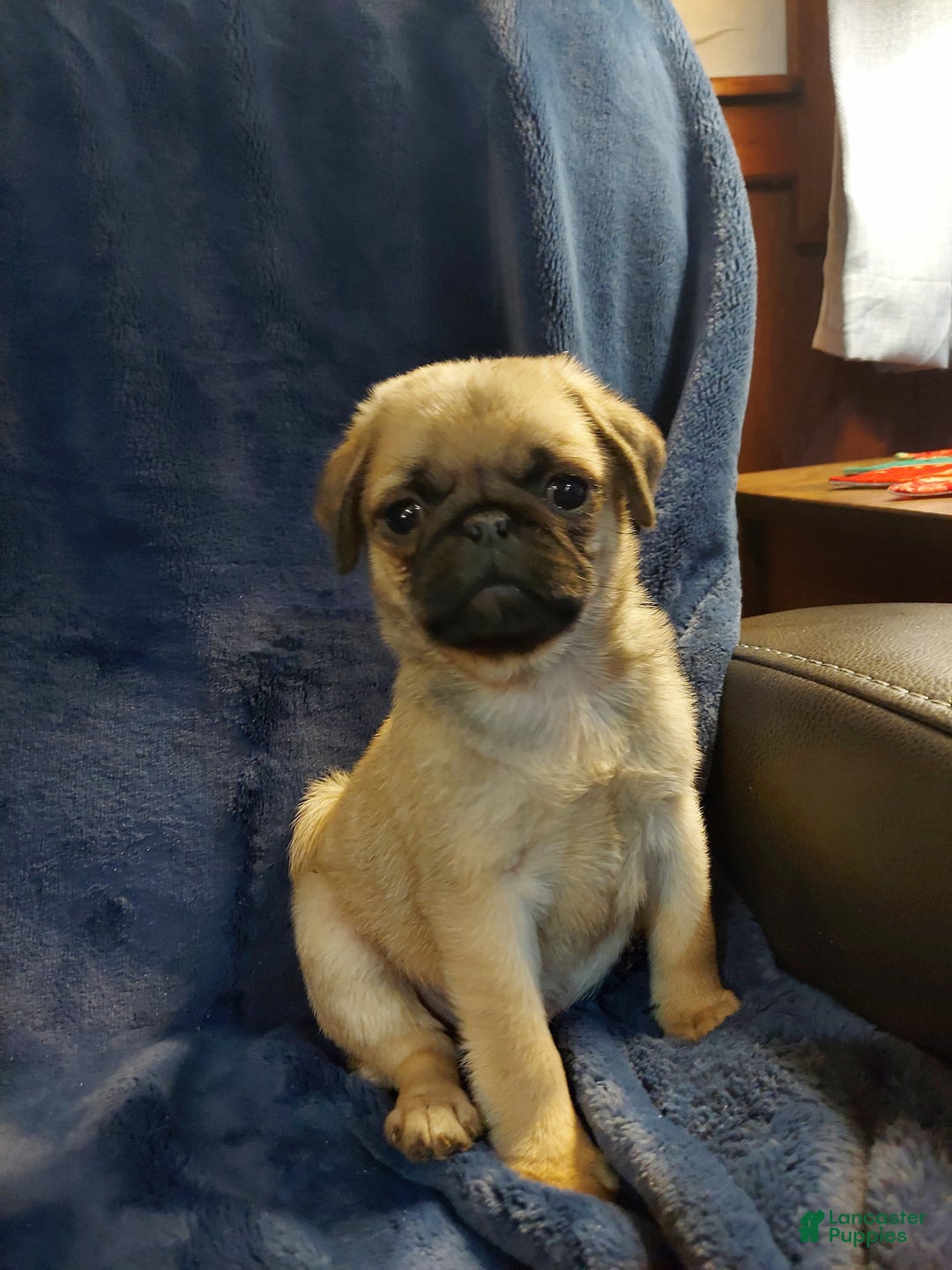Pug dogs for sale: WILLIE - Ad 10