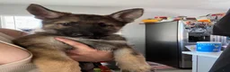 German Shepherd dogs for sale: German Shepherd 1 - Ad 3