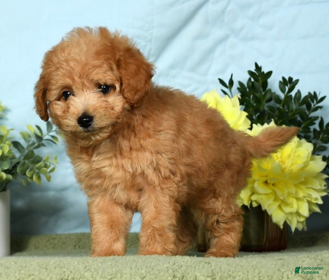 Eskipoo dogs for sale: Lilly - Ad 11