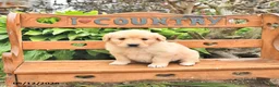 Golden Retriever dogs for sale: Dora - Ad 4