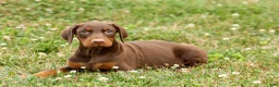 Doberman Pinscher dogs for sale: DASHER - Ad 12