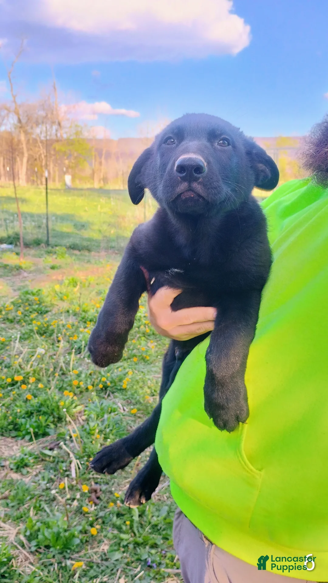 German Shepherd dogs for sale: German Shepherd Puppy 5 - Ad 15