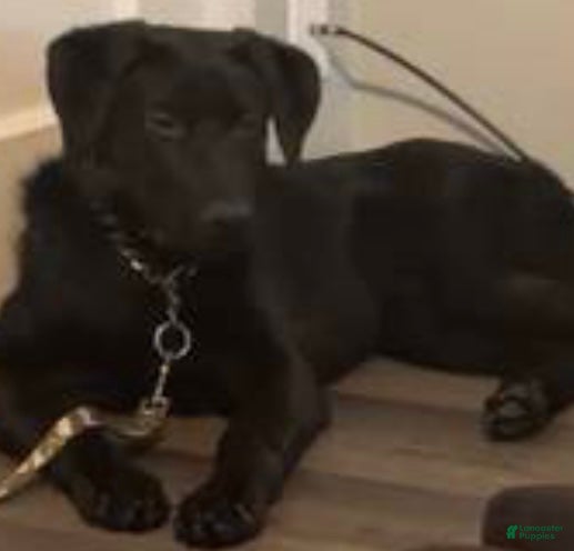 Labrador Retriever dogs Labrador Retriever Puppy 1 - Ad 21