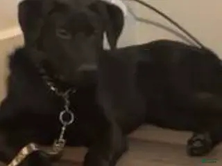 Labrador Retriever dogs Labrador Retriever Puppy 1 - Ad 21