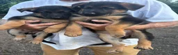 German Shepherd dogs for sale: German Shepherd 1 - Ad 7