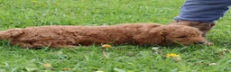 Mini Goldendoodle dogs for sale: Teddy - Ad 3