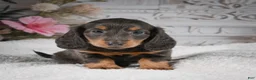 Miniature Dachshund dogs for sale: AKC-Gloria - Ad 8