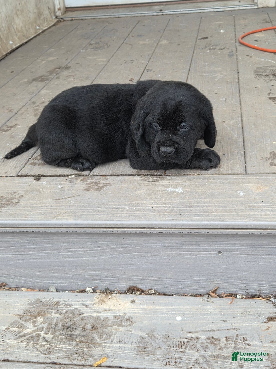 Mixed Breed dogs for sale: Labrador/Cocker Spaniel  - Ad 2