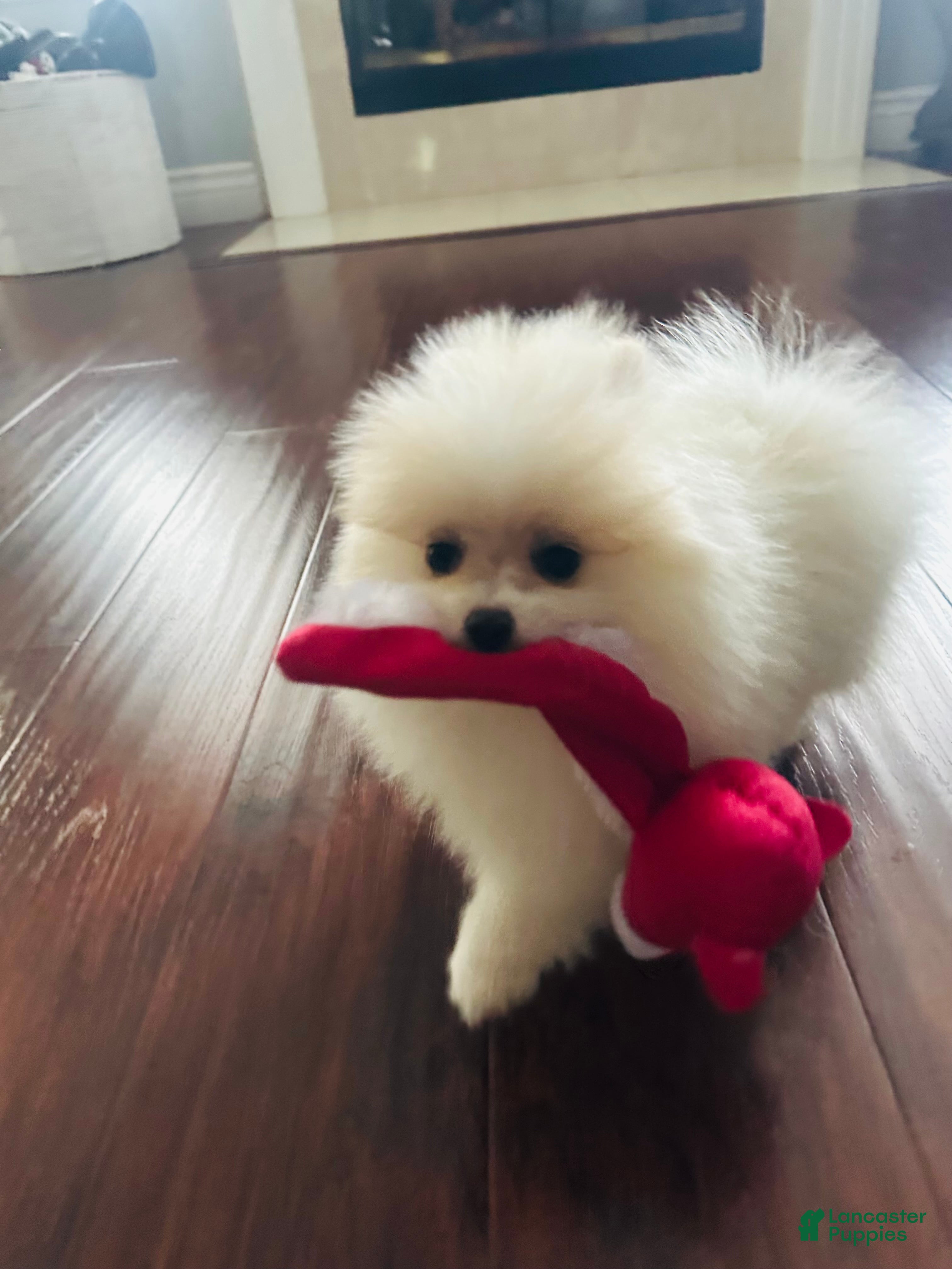 Pomeranian dogs Pomeranian Puppy 2 - Ad 2