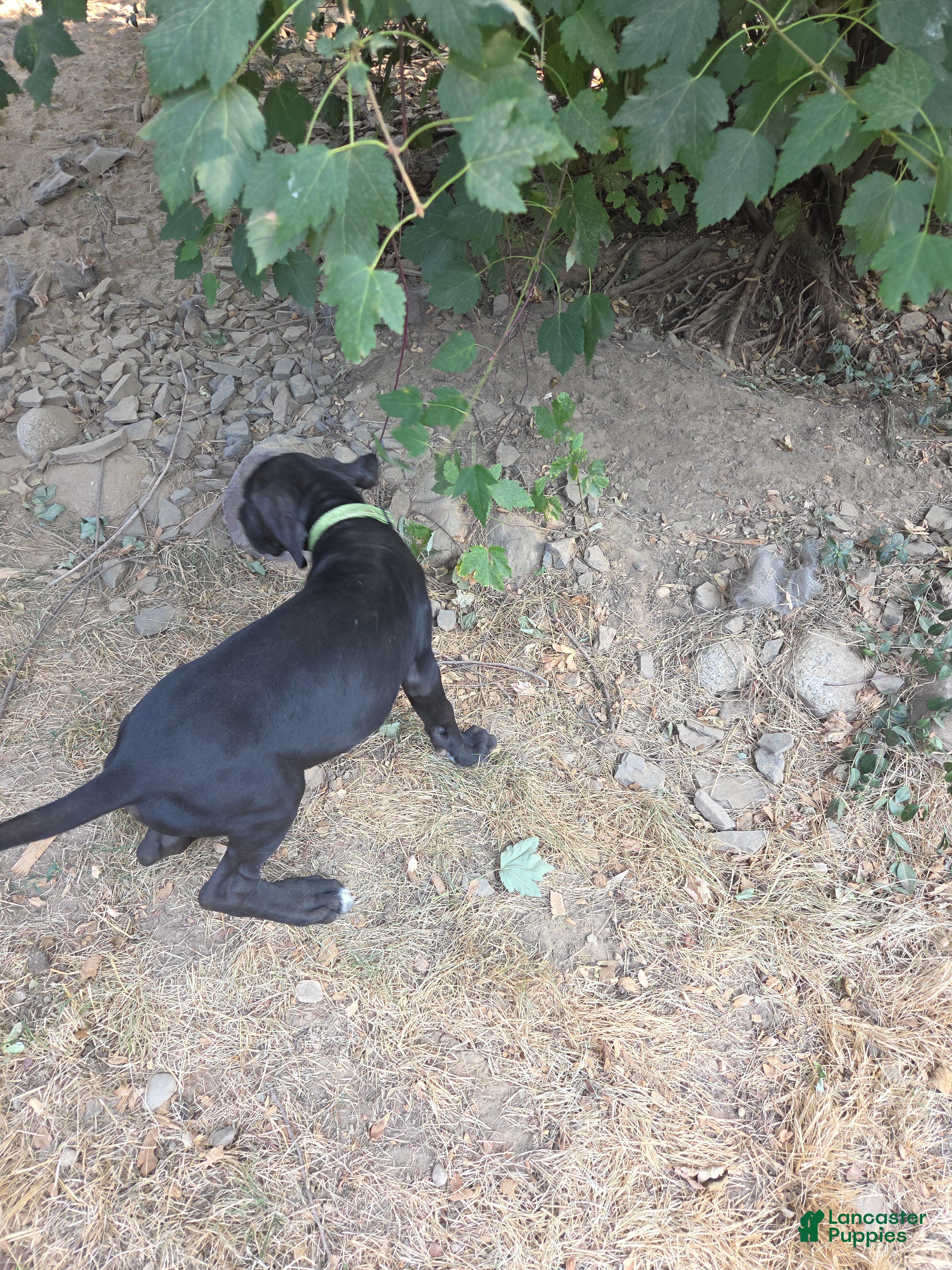 Great Dane dogs Great Dane 10 Green collar - Ad 2