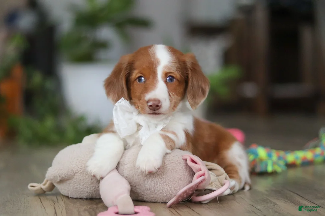 Miniature Dachshund dogs for sale: Luca - Ad 8