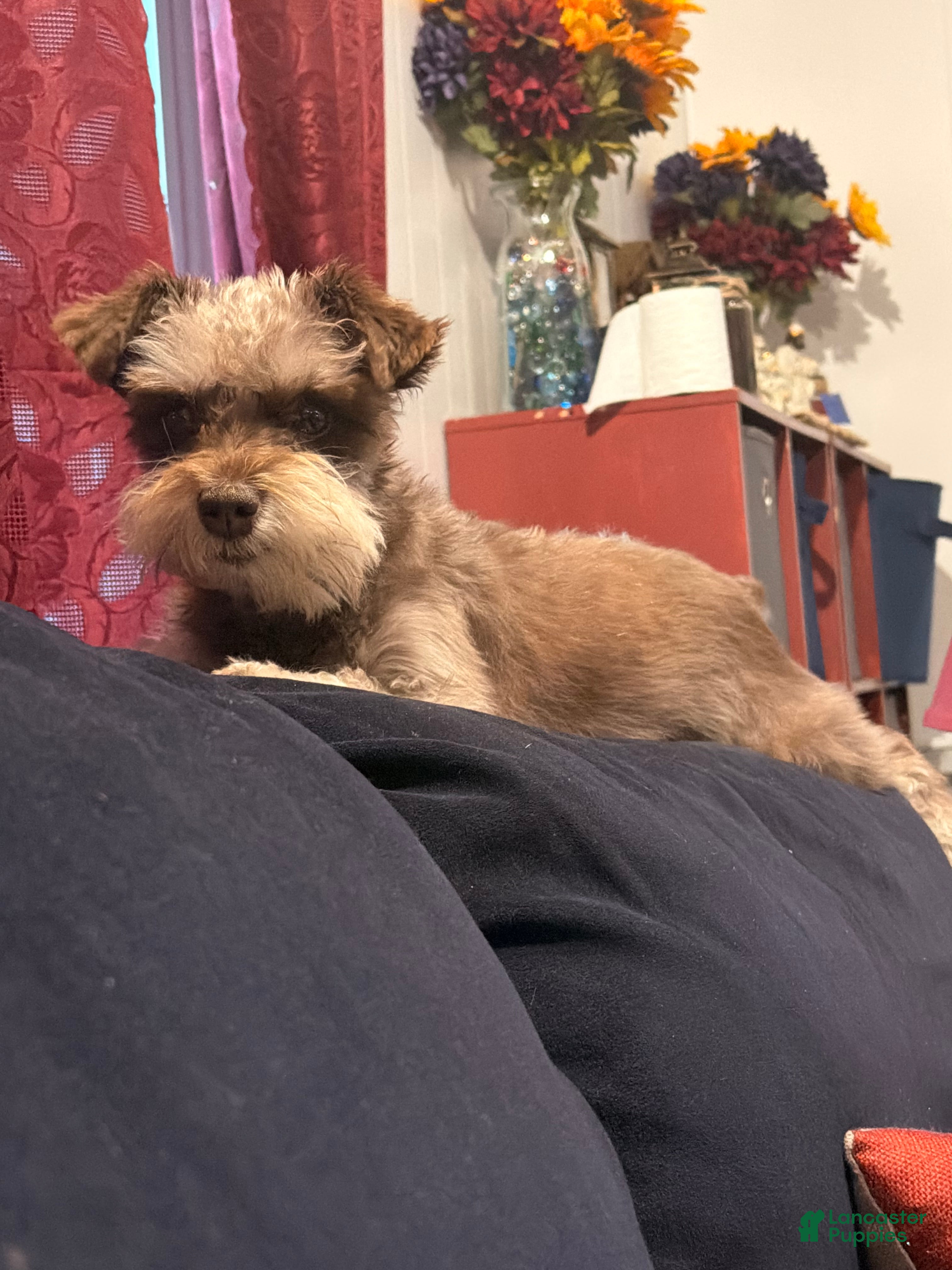 Miniature Schnauzer dogs Miniature Schnauzer Puppy 4 - Ad 2