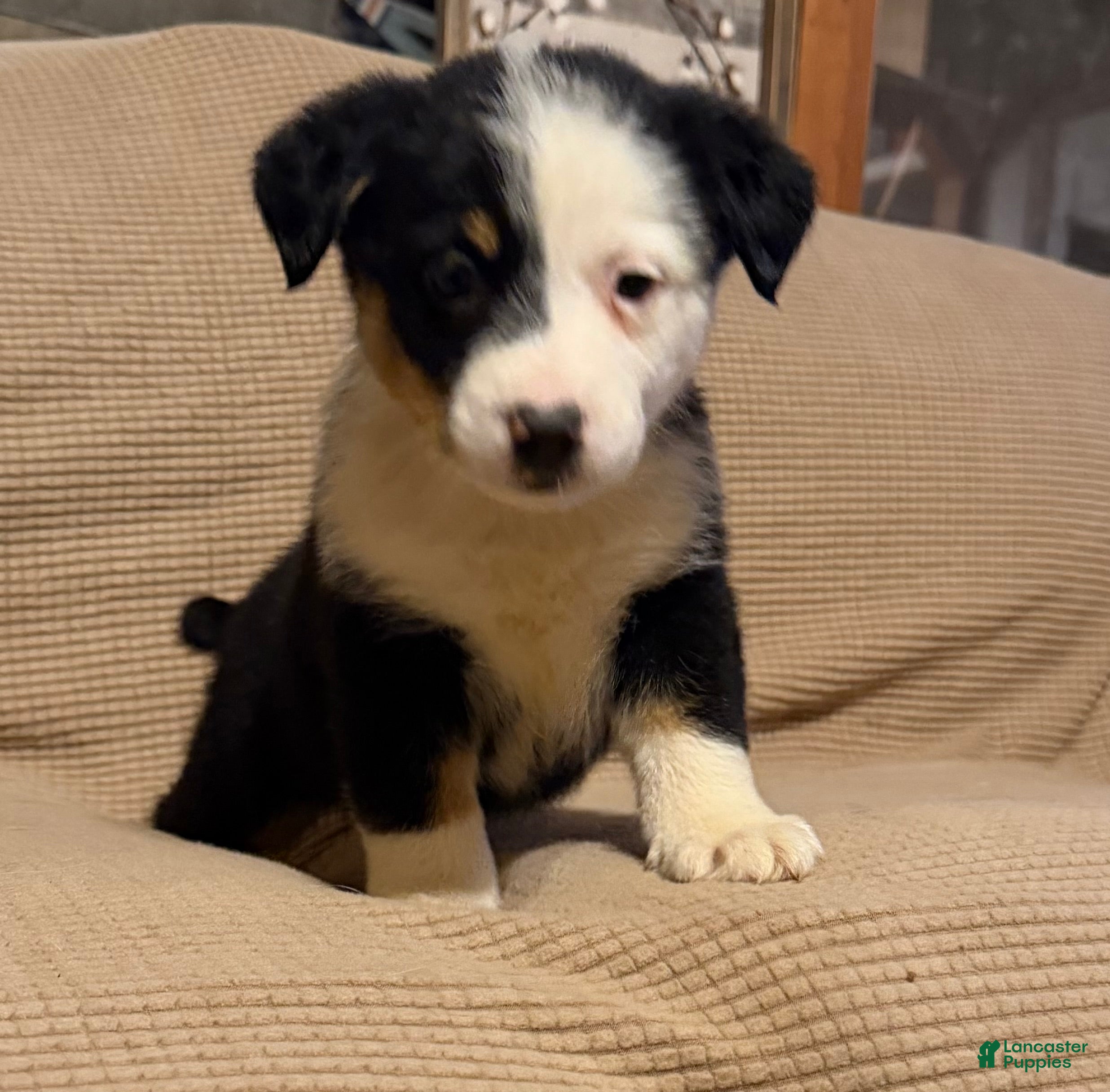 Mixed Breed dogs for sale: Patches  - Ad 2