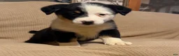 Mixed Breed dogs for sale: Patches  - Ad 1