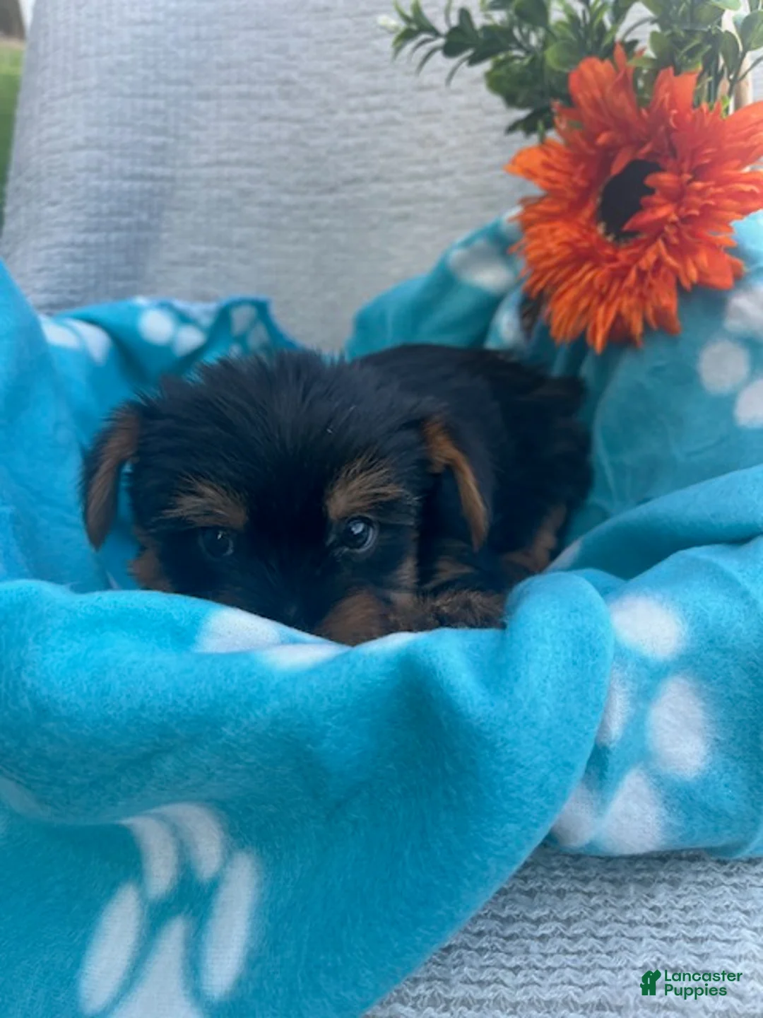 Yorkshire Terrier dogs for sale: Rowin - Ad 2