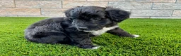 Sheltiedoodle dogs for sale: Mindy - Ad 3