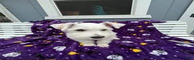 AkcMilo
