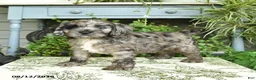 Cockapoo dogs for sale: Buster - Ad 3