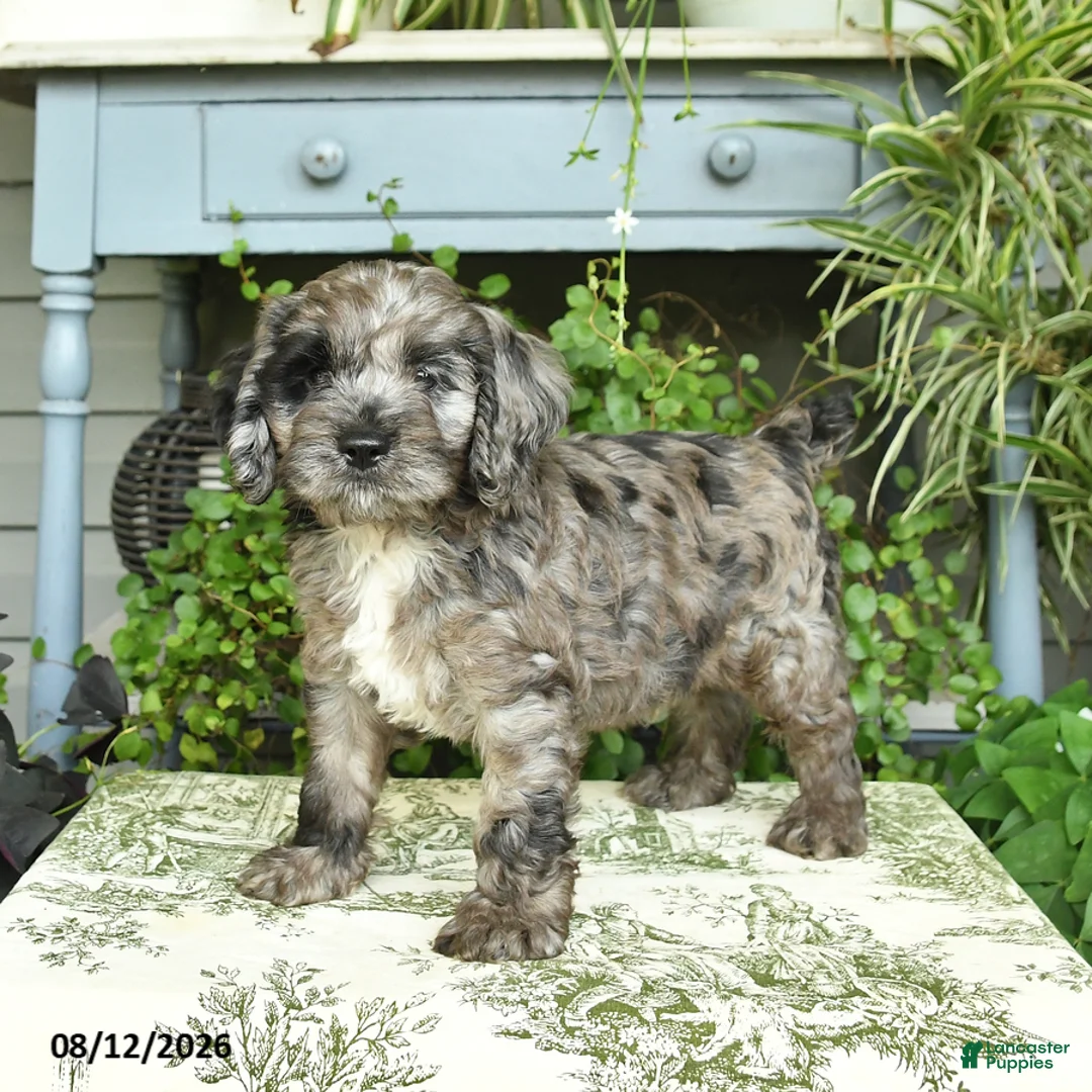 Cockapoo dogs for sale: Buster - Ad 3