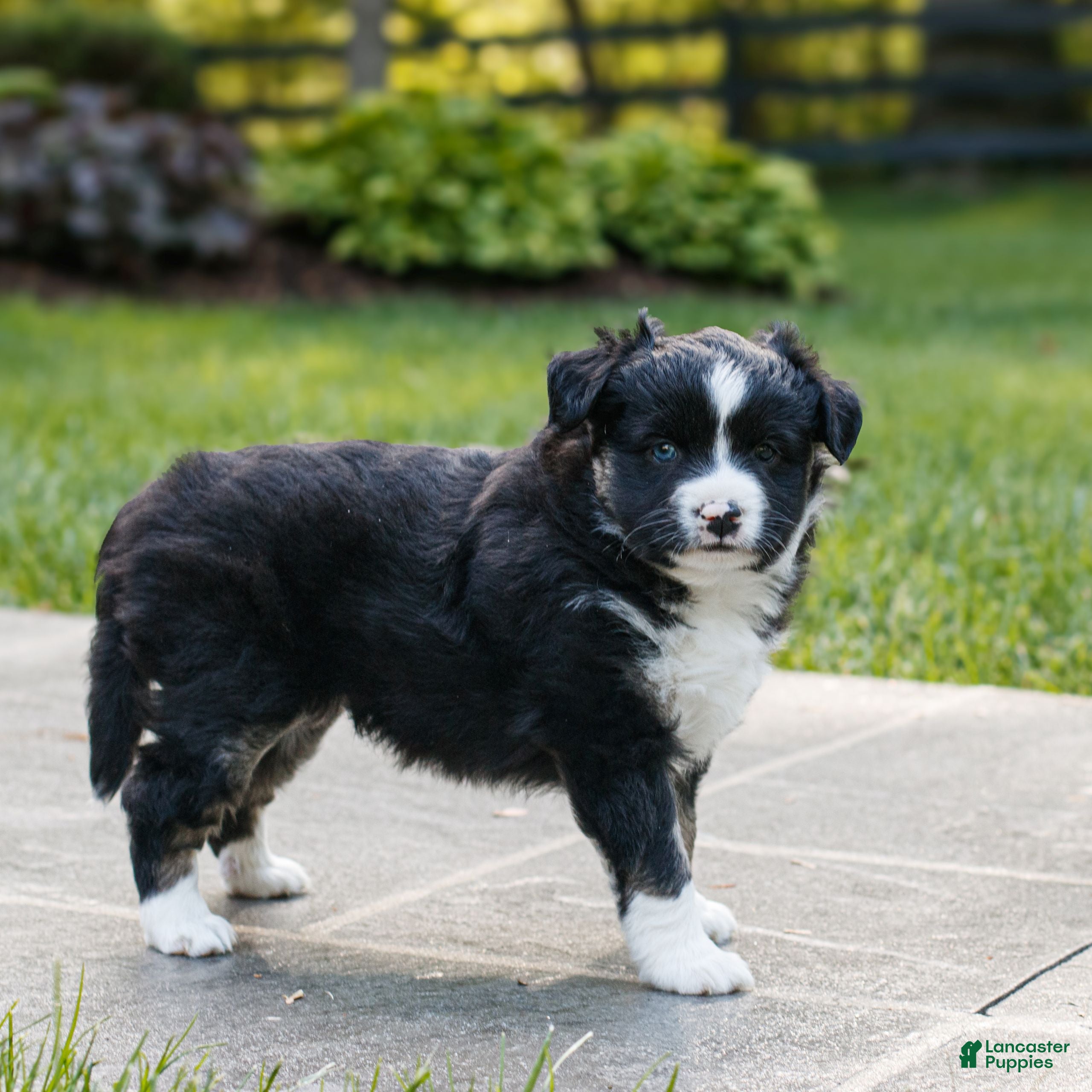 Miniature Australian Shepherd dogs Callie  - Ad 2