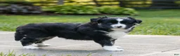 Miniature Australian Shepherd dogs for sale: Callie  - Ad 2