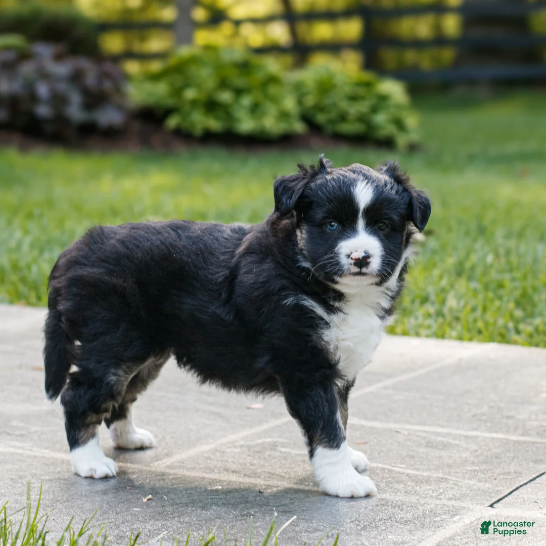 Miniature Australian Shepherd dogs for sale: Callie  - Ad 2