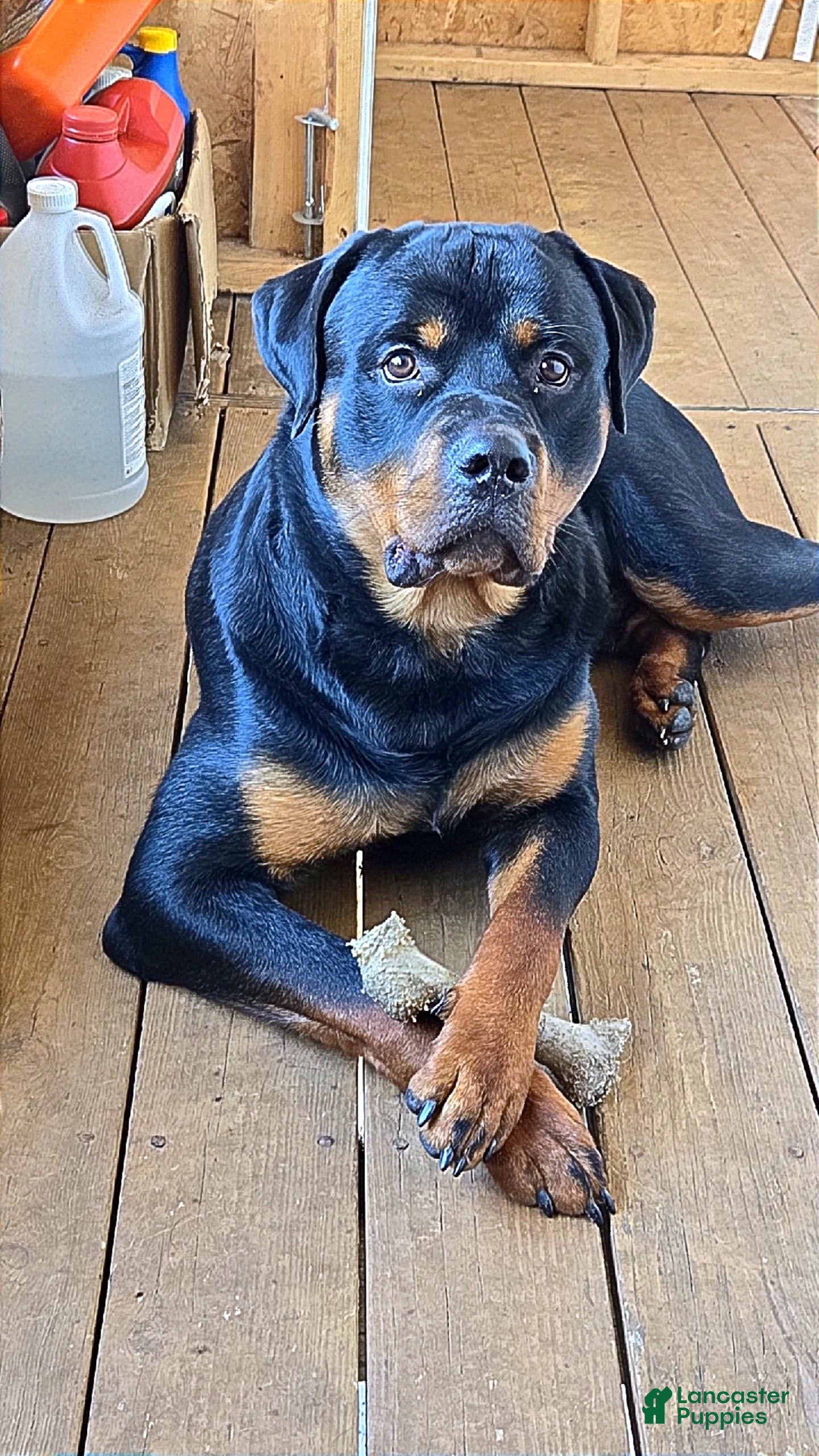 Rottweiler dogs Apollo Droghu  - Ad 1
