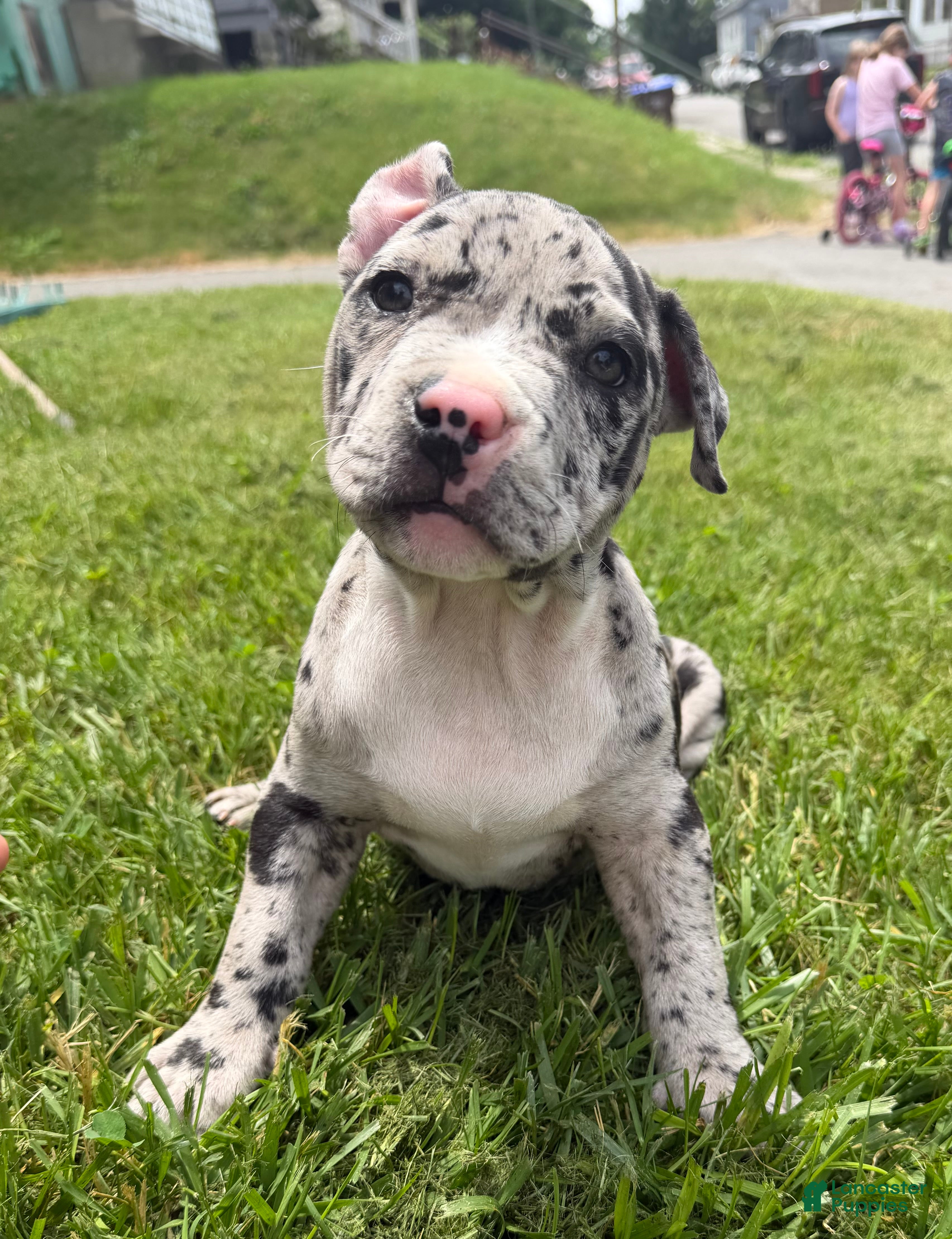 American Bully dogs Hera - Ad 2