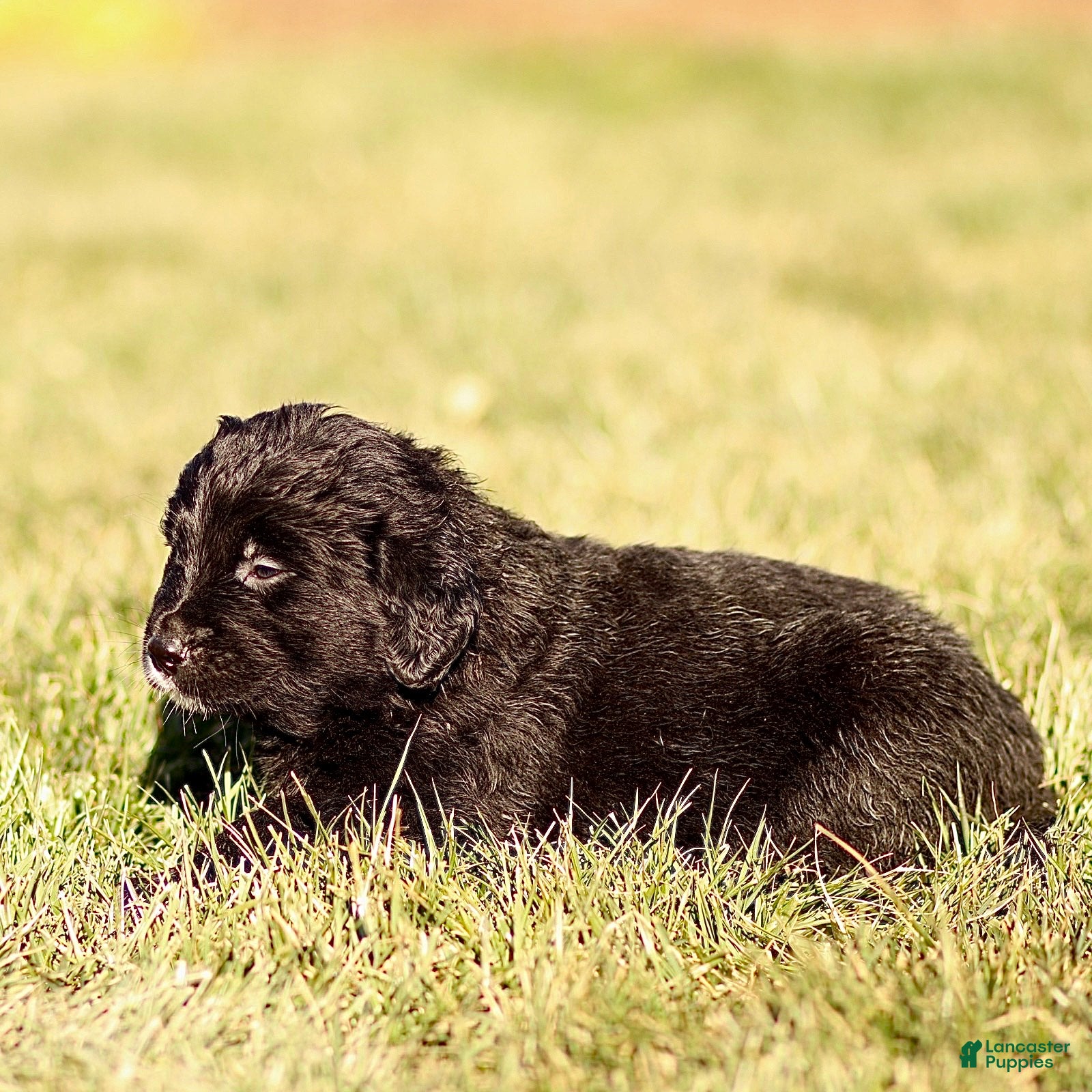 Mixed Breed dogs Leo - Ad 2