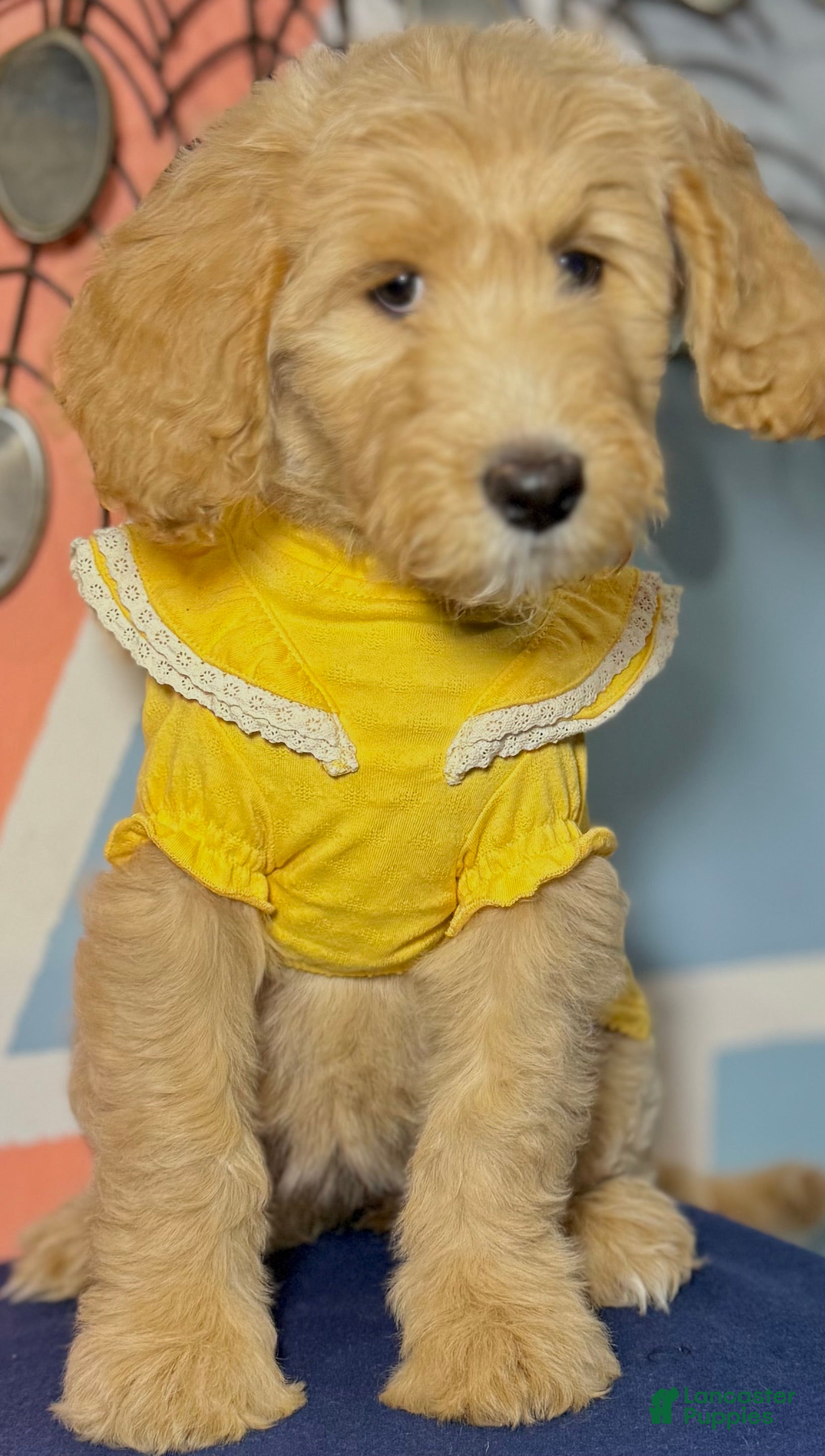 Goldendoodle dogs Layla - Ad 1