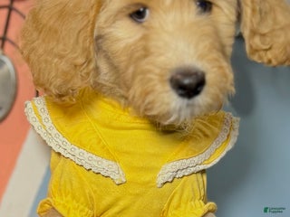 Goldendoodle dogs Layla - Ad 20