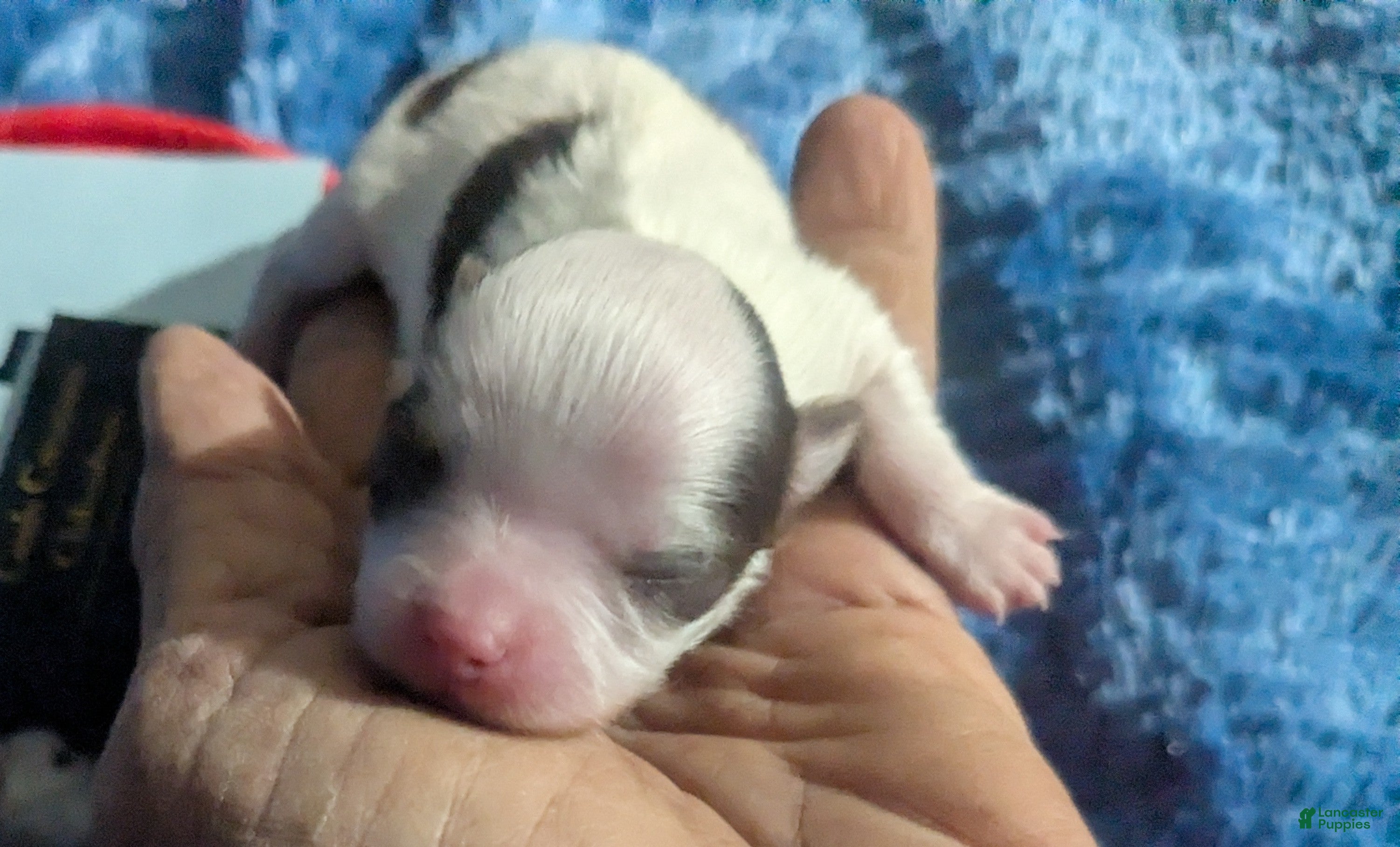 Chihuahua dogs for sale: Prince - Ad 5